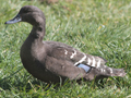 African Black Duck